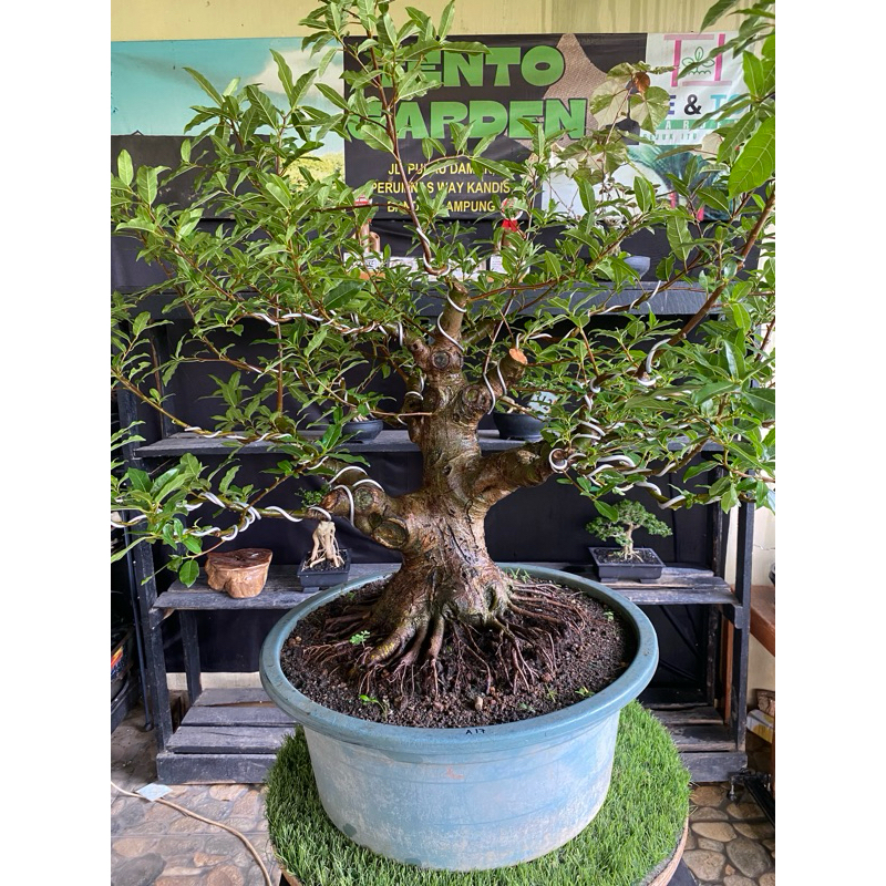 Bonsai Loa