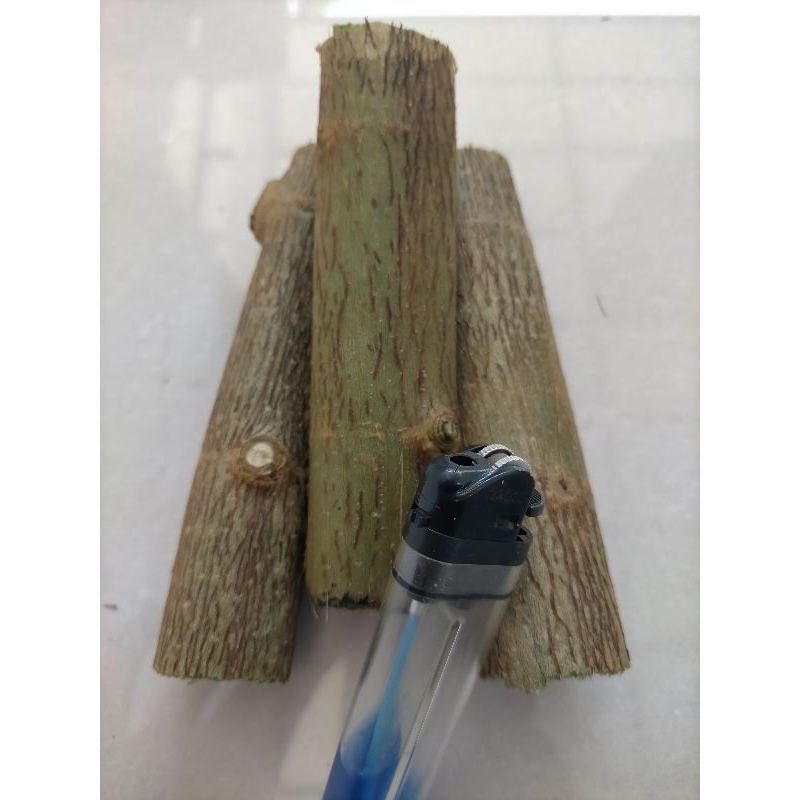 Bahan Bonsai Sancang Stek Besar dan fresh