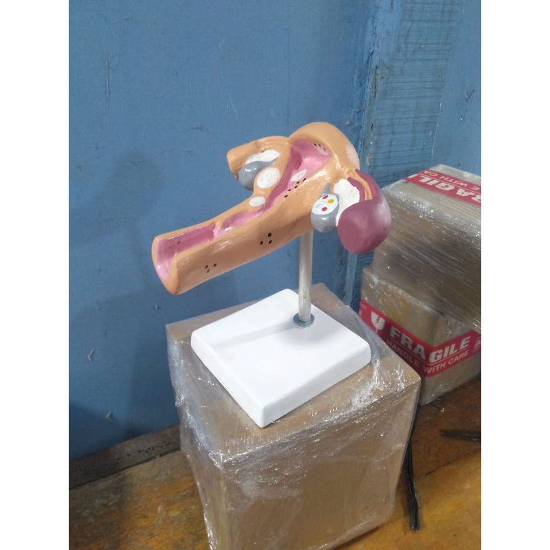 

uterus alat peraga pendidikan/alat peraga kesehatan/phantom/alkes