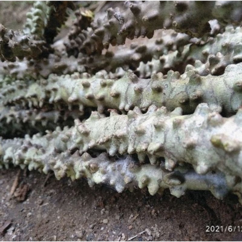 

batang brotowali bratawali fres 300g