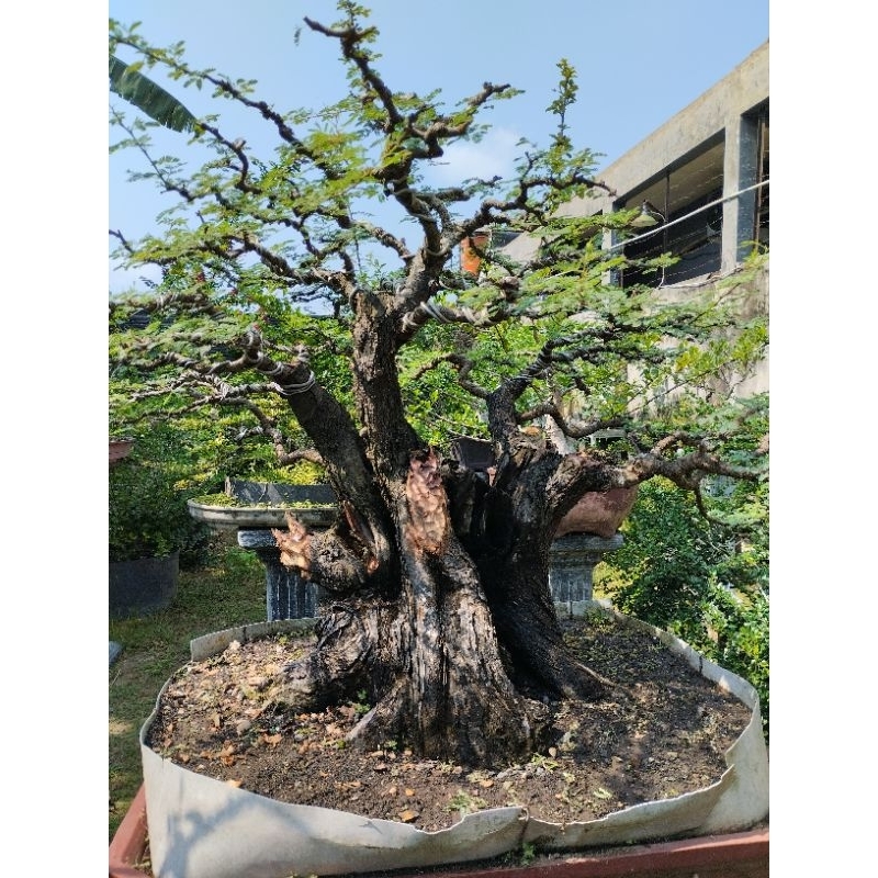 Bonsai Kelampis / arabika / kelampis hitam