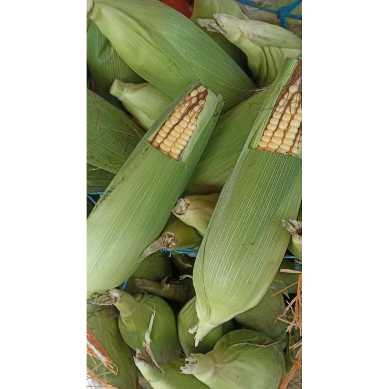 

Jagung manis mentah 1kg isi 3-4