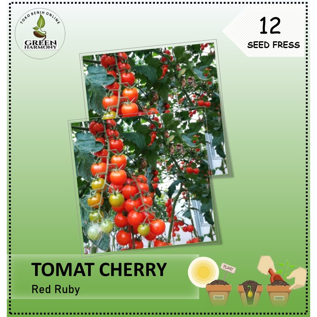 Biji Benih Tomat Cherry RED RUBY
