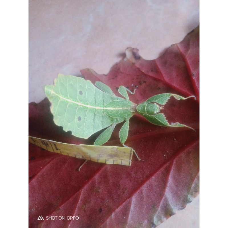belalang daun phyllium,beli 2 gratis 1 jantan