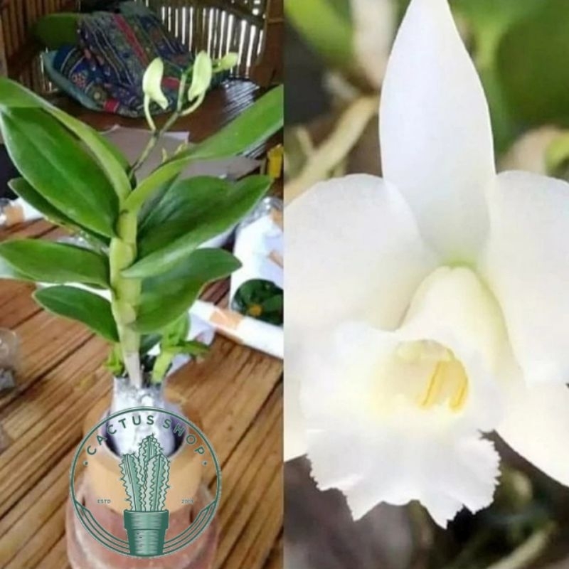 Tanaman Anggrek dendrobium  bunga putih - Anggrek putih - Bunga Hidup Anggrek dendrobium