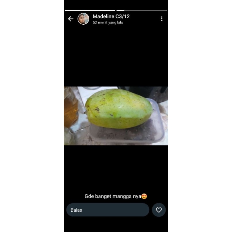 

mangga gajah