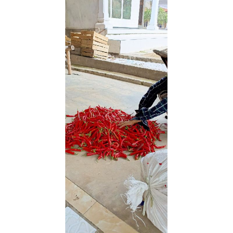 

cabe merah besar 500gr