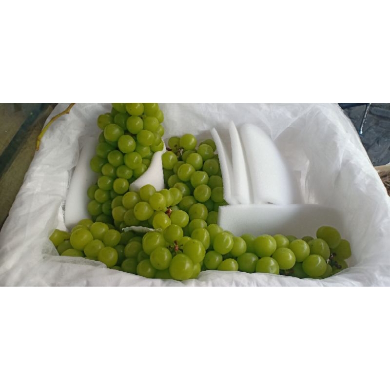 

Anggur muscat