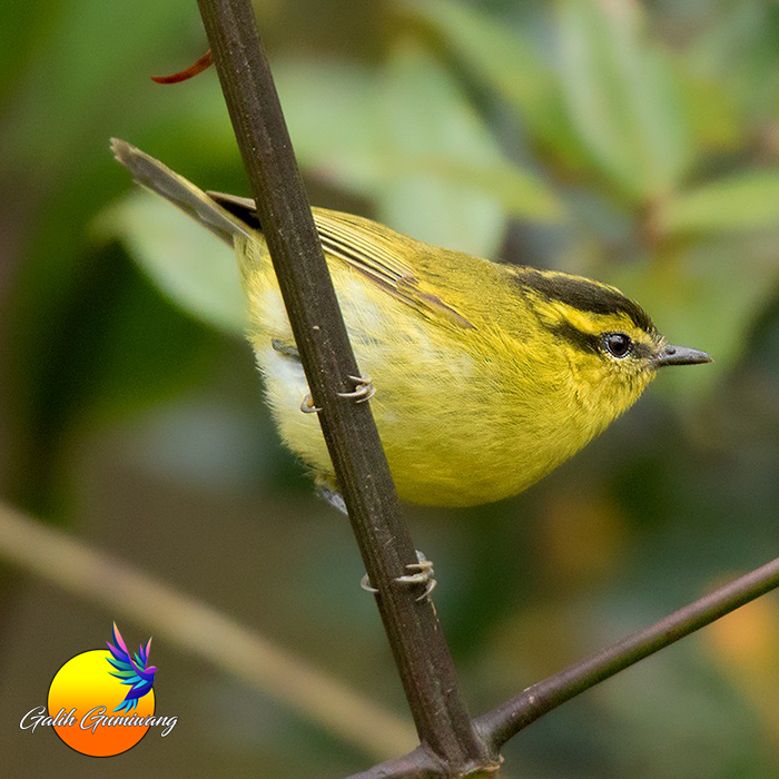 Burung Pare Pare Cikrak Daun