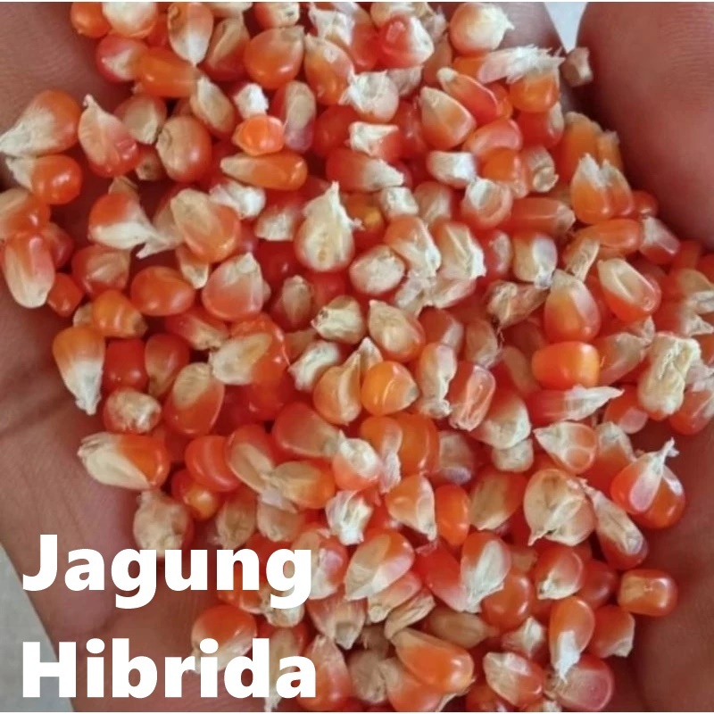 AQUABRIZZ Jagung Hibrida Pipil Kering Bersih Bulat Pakan Ternak Unggas