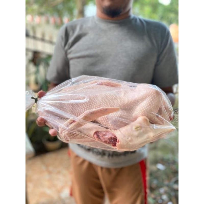 

Soang Potong Karkas Fresh atau Angsa Potong Karkas Fresh Segar