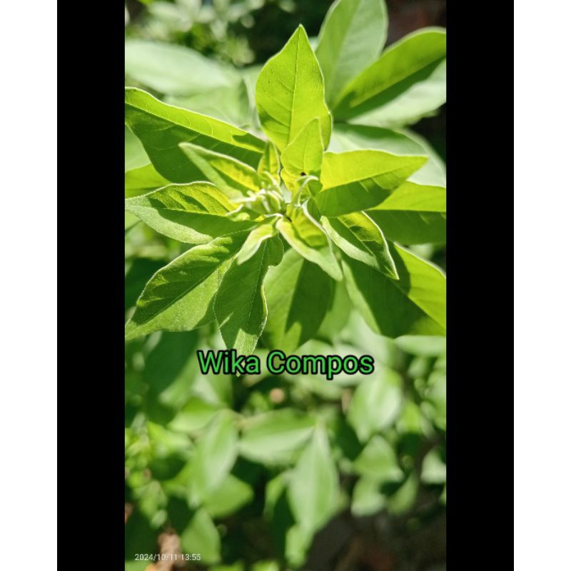 

Daun Gundi Segar /Daun Lemo Fres 12 Helai