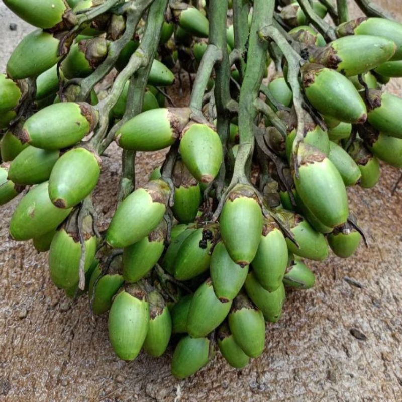 

Buah Pinang Muda / Penambah Perkasa 1kg