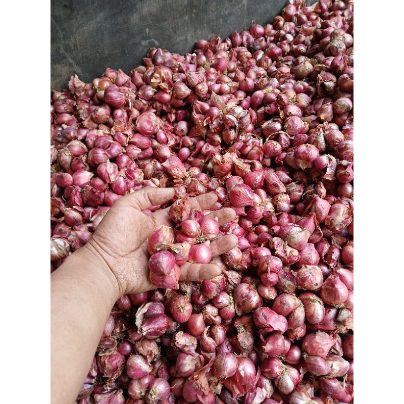 

bawang merah