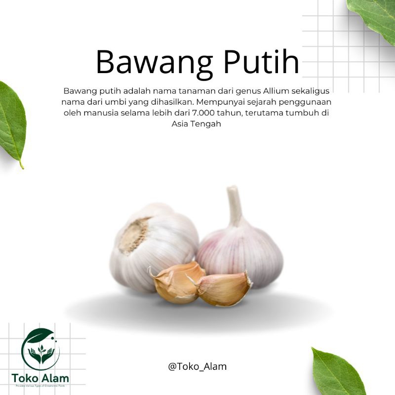 

Bawang Putih