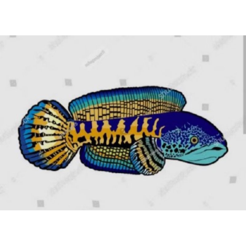 AURANTI 10-15 CM, GRADE A