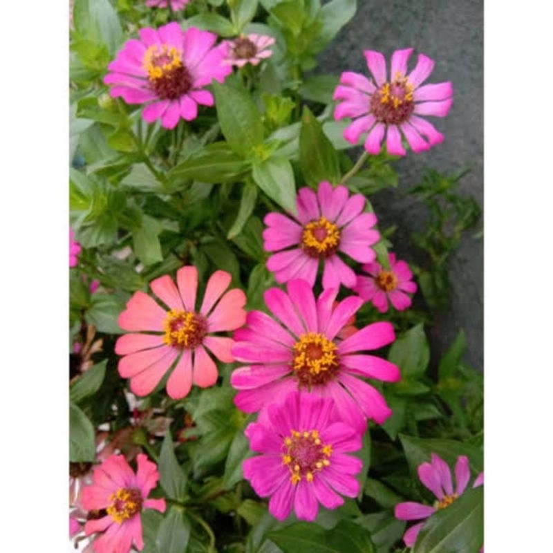 Bibit biji bunga krisan kampung ( 10 bibit ) PINK TUA