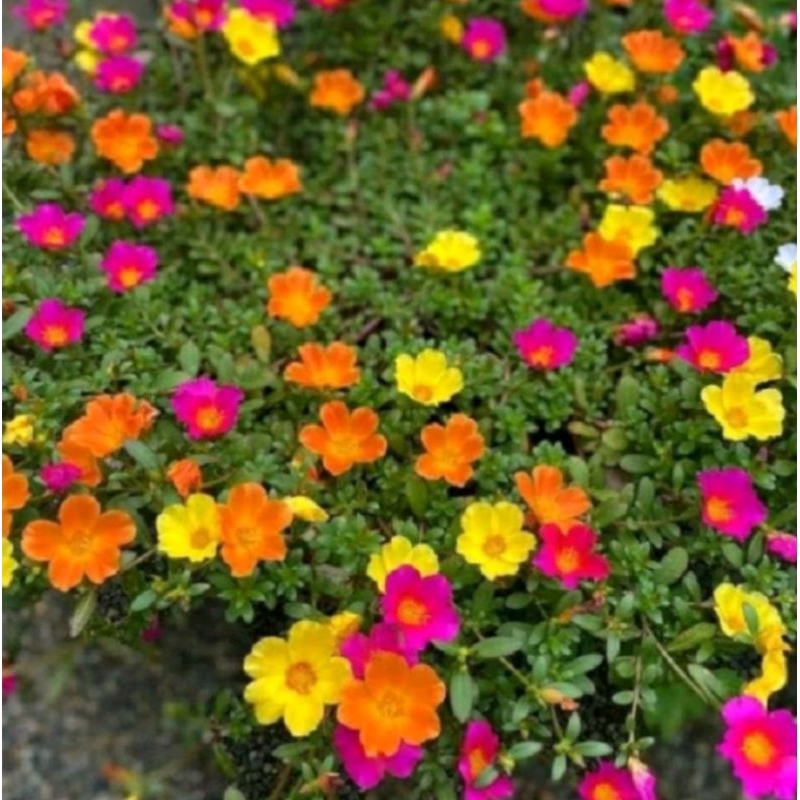 Tanaman Hias Krokot duna Stek batang