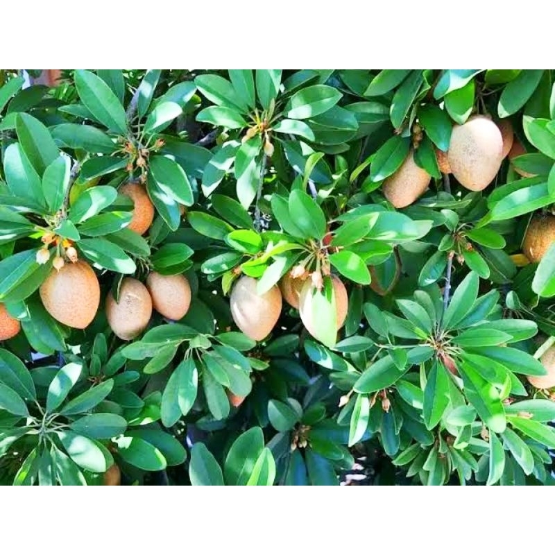 

1KG Daun sawo organik ( untuk obat herbal ) khusus obat