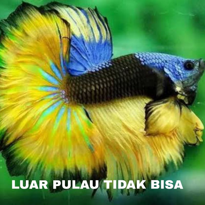 ikan cupang halfmoon sz L isi 10 bergaransi