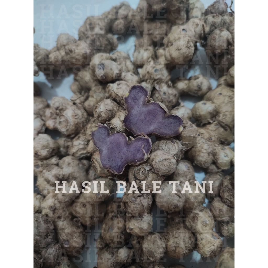 

Kunyit Hitam Asli - Kaempferia Parviflora - Per 100gr