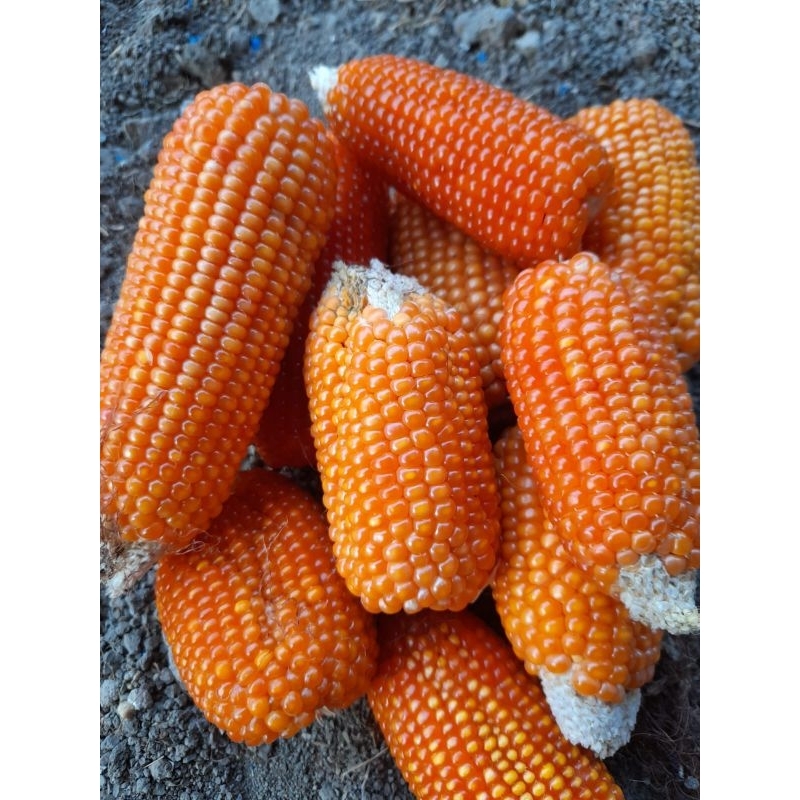 BENIH JAGUNG KRISTAL/JAGUNG KECIL SUPER UNGGUL 500 GRAM