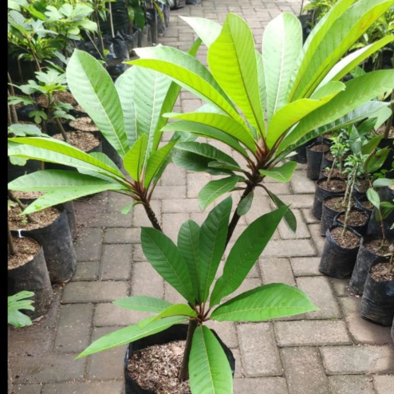 BIBIT MEME SAPOTE VARIETAS TERBARU CEPAT BERBUAH CANGKOK 100% PRODUK ASLI