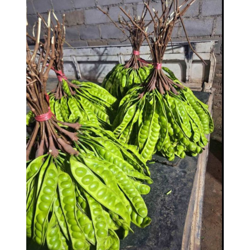 

pete tua segar dan murah 1ikat /10 papan bonus 1 papan