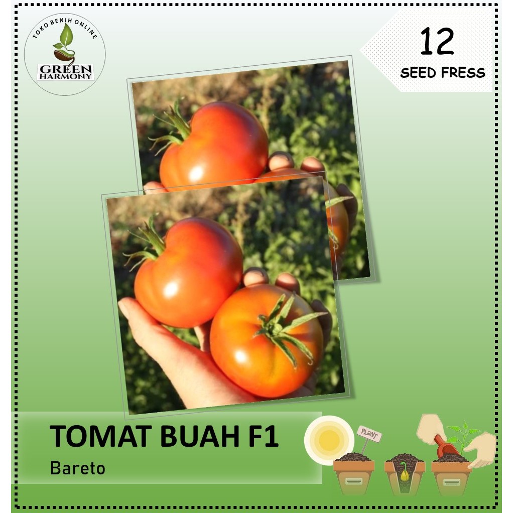 12 Biji - Benih Tomat Buah BARETO F1 - Tomat jumbo untuk ukuran tomat buah