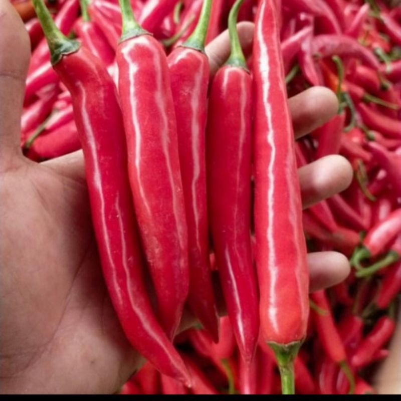 

cabe merah besar