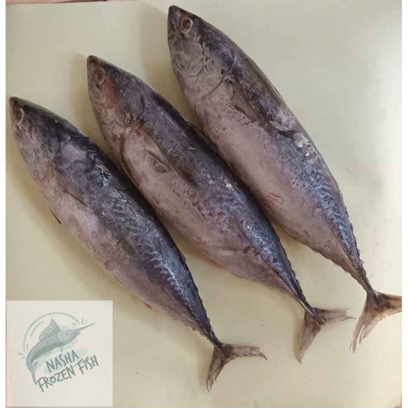 

TONGKOL DEHO SEGAR/TONGKOL BEKU/TONGKOL FROZEN