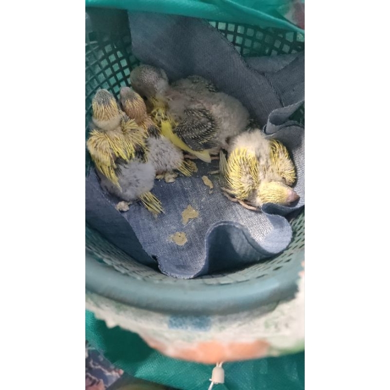 lolohan parkit lokal