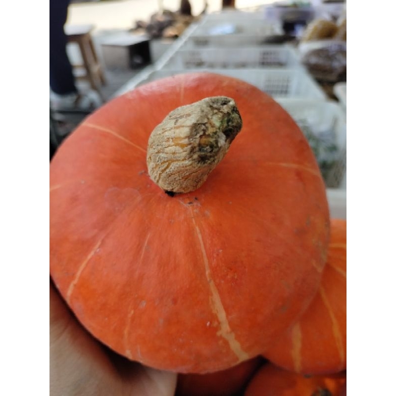 

Pumpkin MPASI 1 Biji, pumpkin kaya manfaat, pumpkin gurih, pumpkin lezat, pumpkin tahan lama.