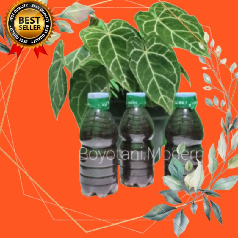 ZPT Zat Pengatur Tumbuh