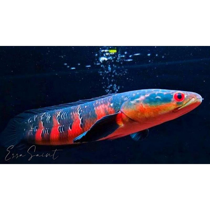 (GARANSI 100%) MARU YS RED BARITO (3-10CM)Bahan Premium