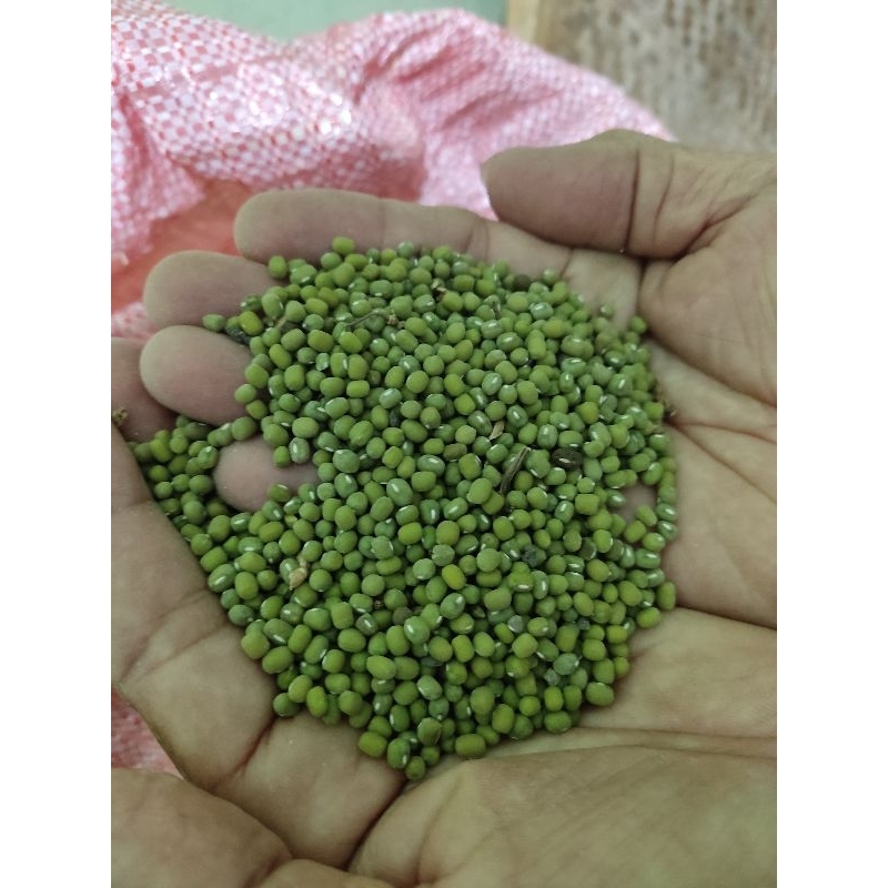 

kacang hijau super 1kg/kacang hijau 250 gr/bibit kacang hijau panen oktober 2024