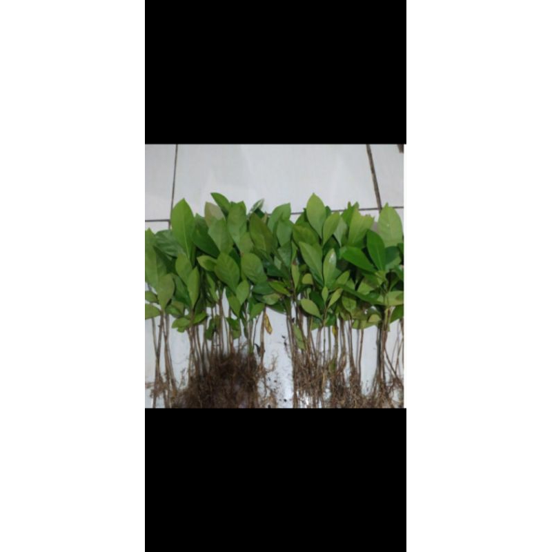 Bibit kopi Lampung paketan 200 batang.bibit siap tanam, kopi Lampung cabutan