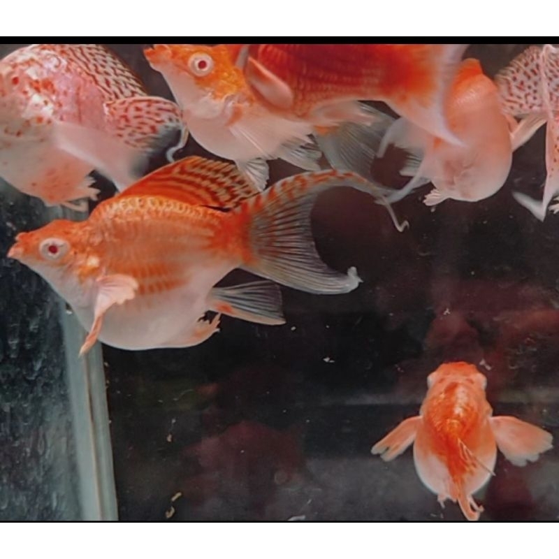 stiker molly merpati albino Cawang balon / kebutuhan akuarium/ aksesoris akuarium/ hiasan akuarium