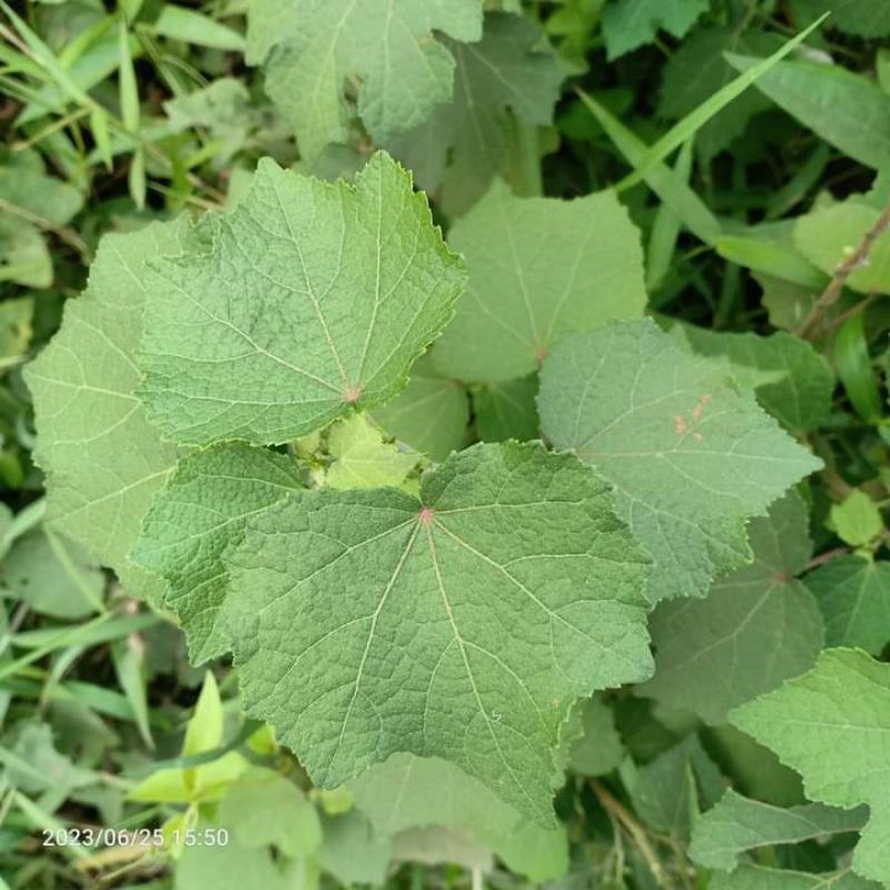 

daun pulutan pungpuratan, urena lobata