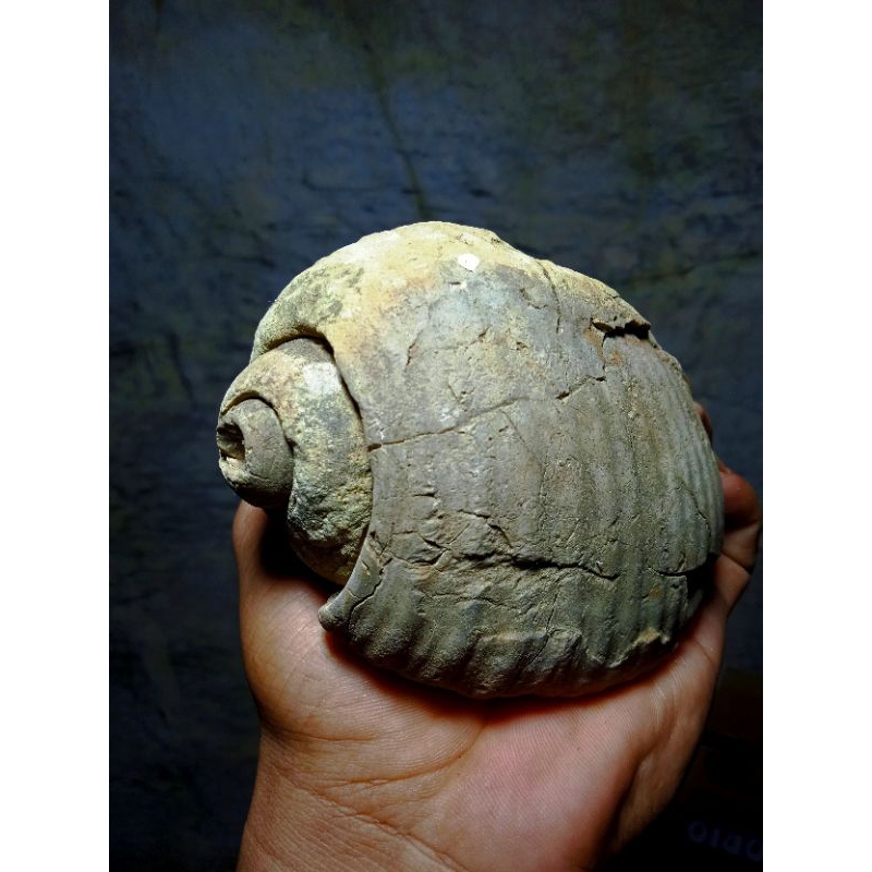 batu fosile keong besar yg hidup skitar 2 juta tahun yg lalu