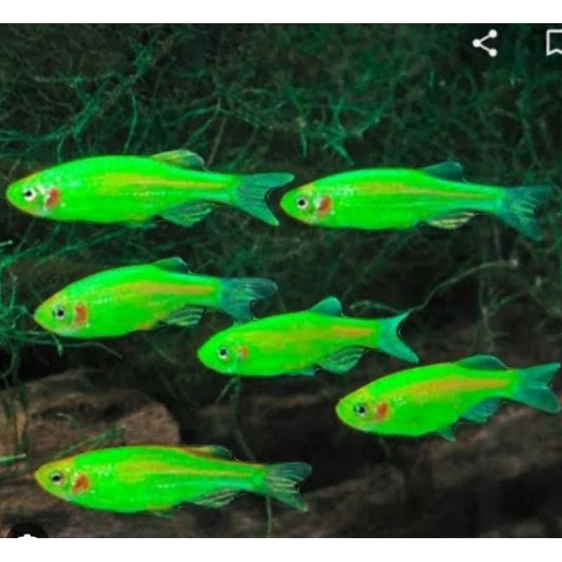 [termurah]zebra danio full green/dekorasi aquarium
