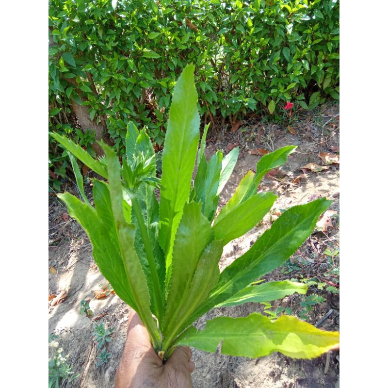

daun walang sangit segar(250 gr)
