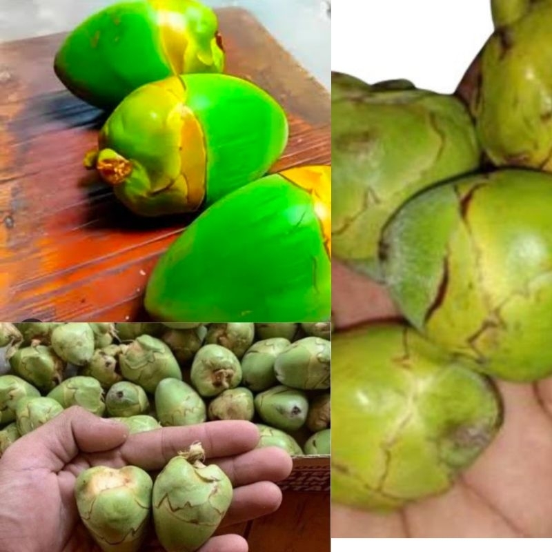 

PENGIRIMAN AMAN! Tembuluk Kelapa Muda Fresh isi 12Buah Obat Herbal Diabetes Menurunkan Gula Darah