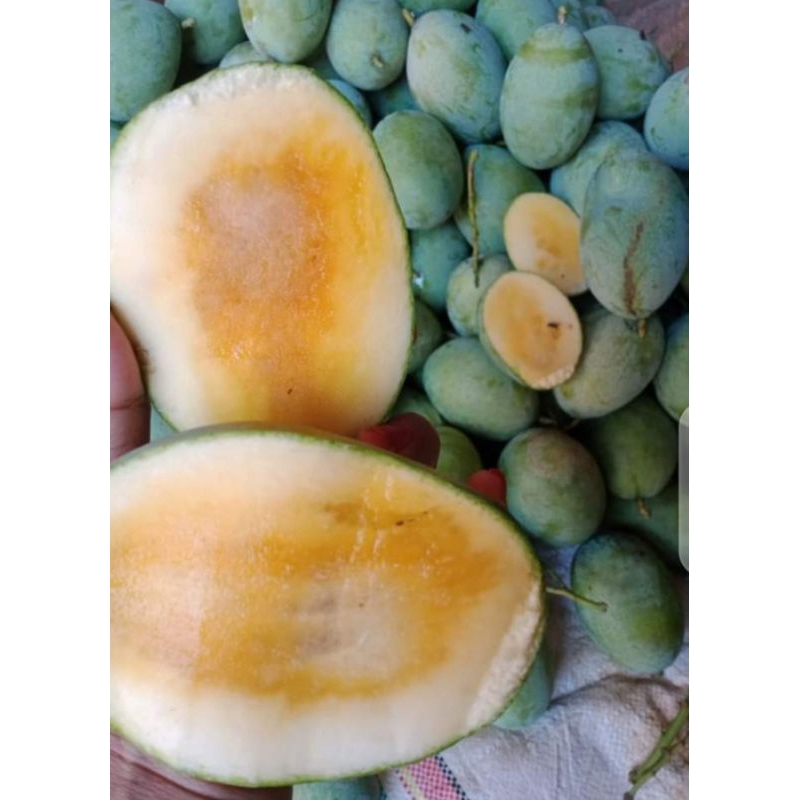 

MANGGA MANALAGI MADU ASLI TUBAN PREMIUM,DIJAMIN MANIS FULL KUALITAS PREMIUM (TERMURAH DISHOPEE)