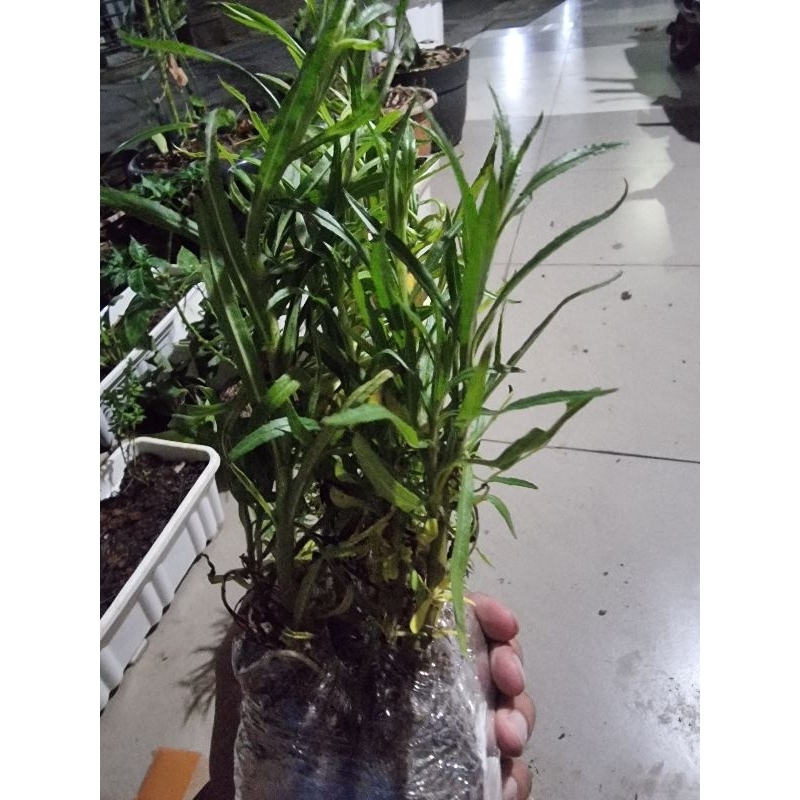 bibit tanaman bunga lavender asli pengusir nyamuk