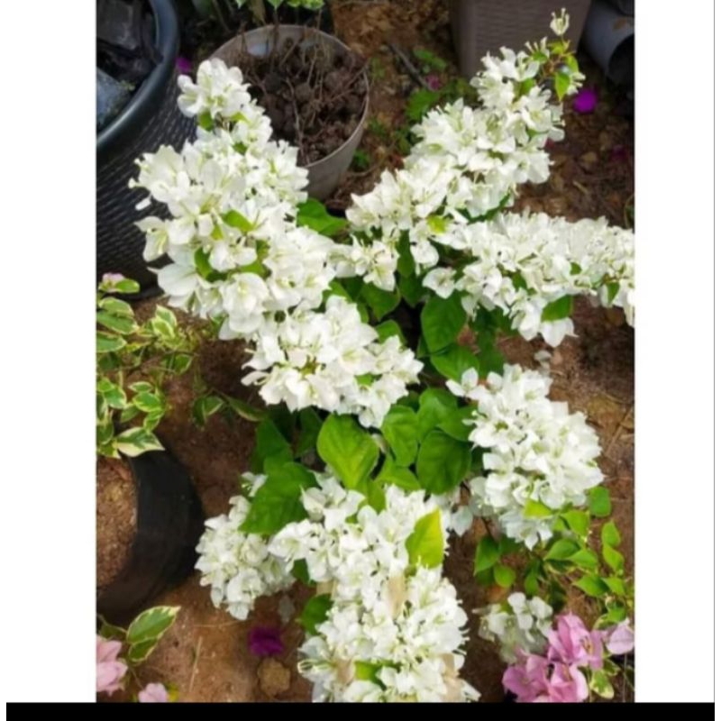 Tanaman Hias Bougenville Putih Bunga Kertas Bunga Bougenvil Bunga Kertas Hidup