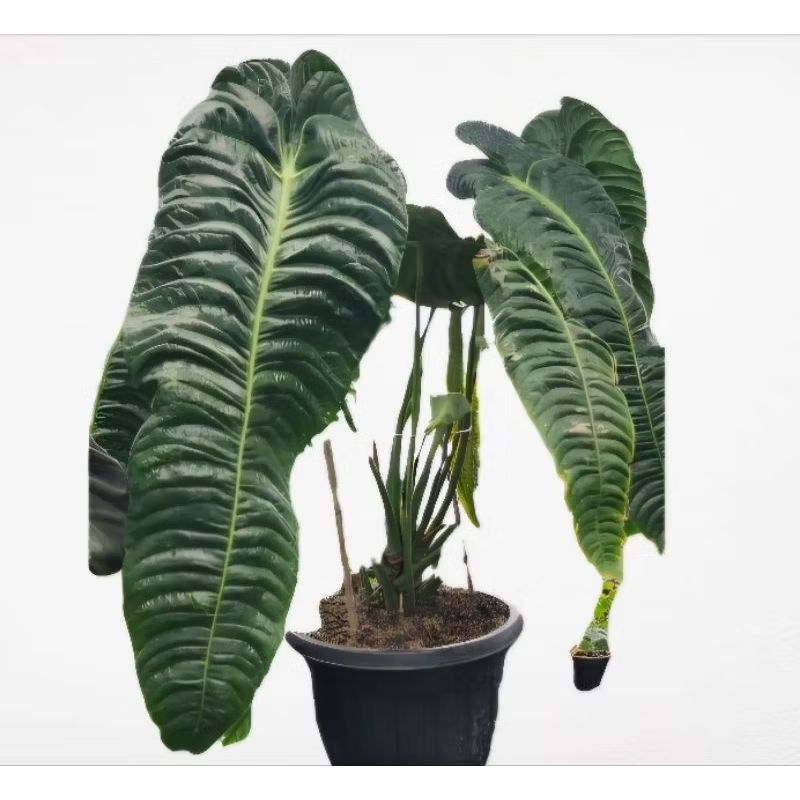 Anthurium Veitchii king