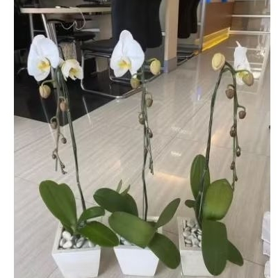tanaman hias anggrek bulan bunga putih - anggrek bulan bunga putih