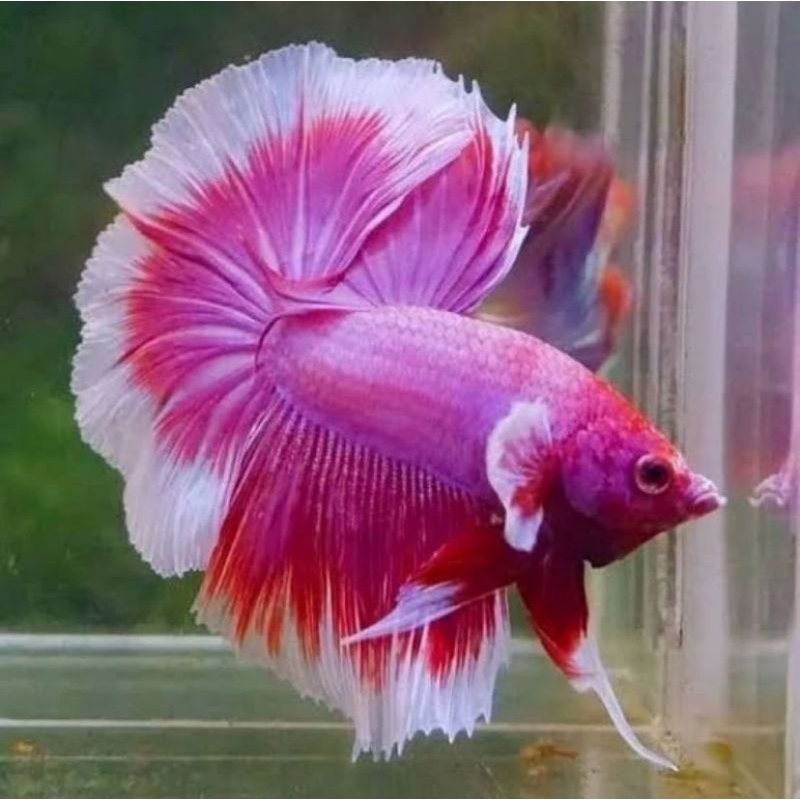 cupang halfmoon lavender size m ekor lebar