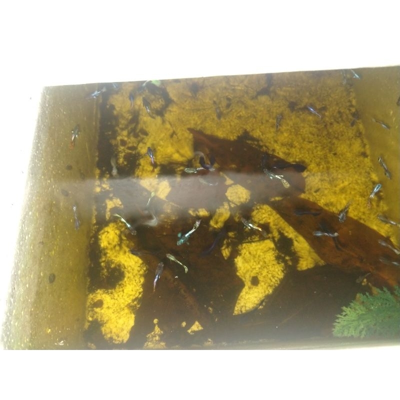 Hiasan Aquarium Guppy Cendolan
